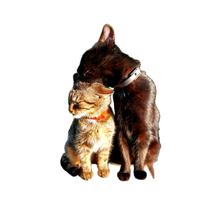 Two Cats, One Black And One Tabby, Cuddling Outdoors In Sunlight. 17731 - Cat PNG image with transparent background